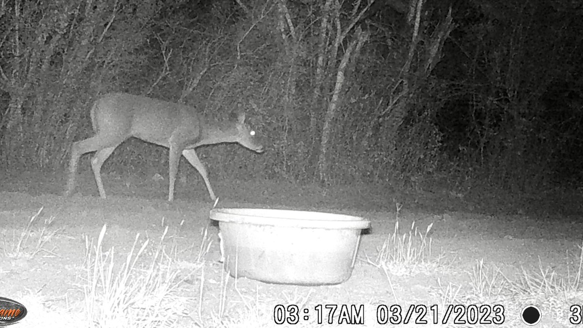 edgarmelhem's tweet photo. La #sequía se empieza agudizarse más en el centro de #Tamaulipas y ante las altas temperaturas hay que ayudar a la fauna de la región con bebederos.
La semana pasada puse en mi rancho diferentes recipientes con agua y estas son algunas fotos de los animales que se acercaron. https://t.co/g7lv6i5HWg