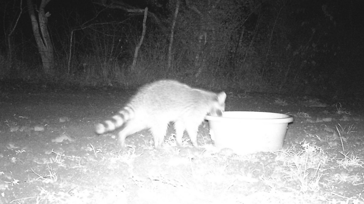 edgarmelhem's tweet photo. La #sequía se empieza agudizarse más en el centro de #Tamaulipas y ante las altas temperaturas hay que ayudar a la fauna de la región con bebederos.
La semana pasada puse en mi rancho diferentes recipientes con agua y estas son algunas fotos de los animales que se acercaron. https://t.co/g7lv6i5HWg