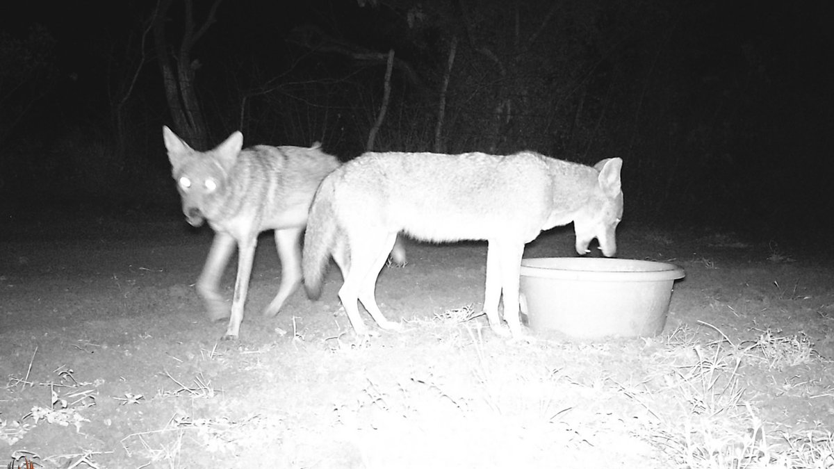 edgarmelhem's tweet photo. La #sequía se empieza agudizarse más en el centro de #Tamaulipas y ante las altas temperaturas hay que ayudar a la fauna de la región con bebederos.
La semana pasada puse en mi rancho diferentes recipientes con agua y estas son algunas fotos de los animales que se acercaron. https://t.co/g7lv6i5HWg