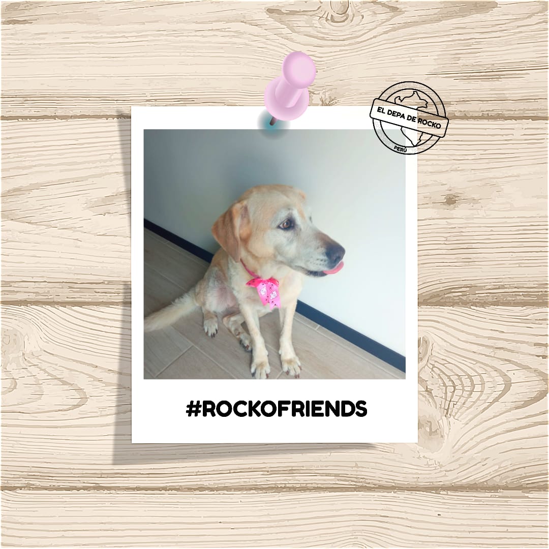 Eldepaderocko's tweet photo. Gracias por la visita RockoFriends! 😍🐕🌊🏠
#RockoFriends #ElDepadeRocko
#Startup #Alquiler #PetFriendy #Vacaciones #PuntaHermosa #Barranco #Lima #Proptech #Mascotas #PetFriendly #Viaje #Departamento #doglover #Playas #Perú #DepartamentoPetFriendly
#Dondetumejoramigoesbienvenido https://t.co/dBzKZYRbwy