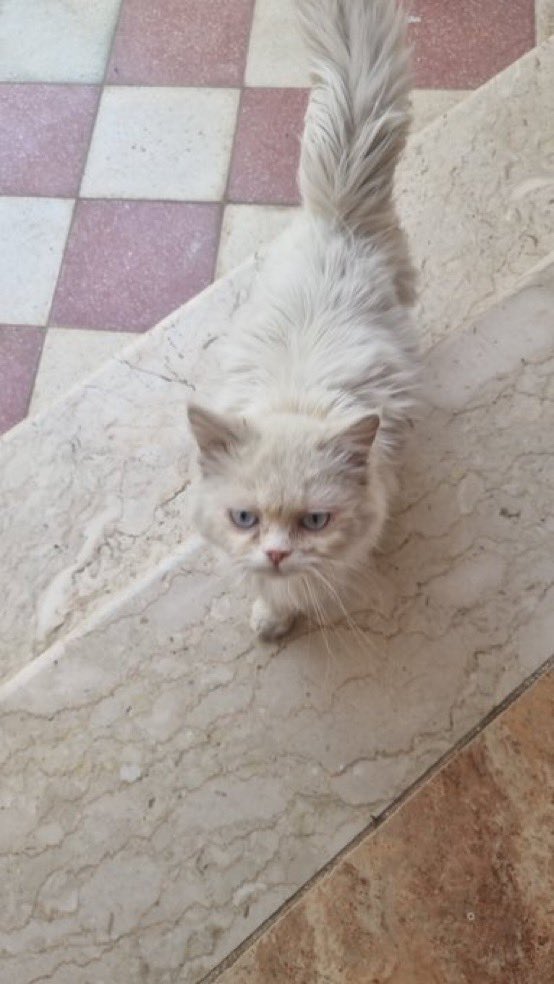 قطه جميله رموها اصحابها في وحده متكفله بعلاجها وتعقيمها بس ماتقدر تخليها عندها ادورلها على محتضن