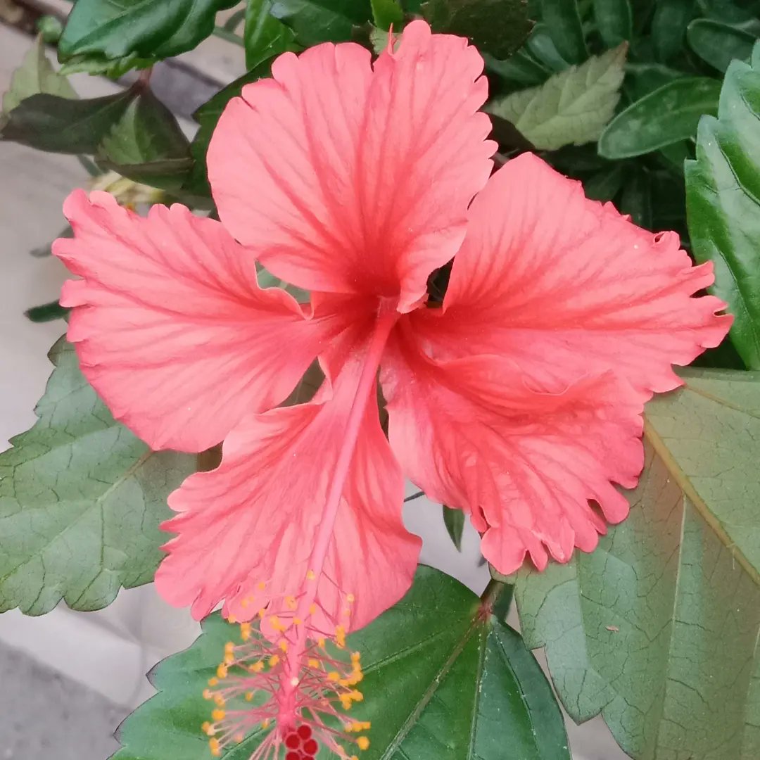 AshishRastogi12's tweet photo. These lovelies want to say hello. Hope they bring a smile no matter what the week threw at you. Stay strong, be kind and love yourself. 

#weekgoneby #selflove #selfcare  #smileplease #bekindalways https://t.co/53zbwNuF6o