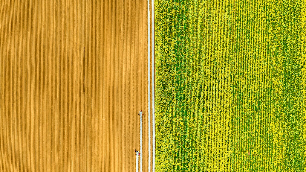 CGTNOfficial's tweet photo. Spring-sown cereal output accounts for roughly 60 percent of the annual yield in China. Ploughing and planting are already in full swing across China, from south to north. Large areas of land are coming to life. #backoncourse https://t.co/dgA2LVXlaW