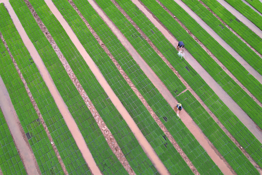 CGTNOfficial's tweet photo. Spring-sown cereal output accounts for roughly 60 percent of the annual yield in China. Ploughing and planting are already in full swing across China, from south to north. Large areas of land are coming to life. #backoncourse https://t.co/dgA2LVXlaW