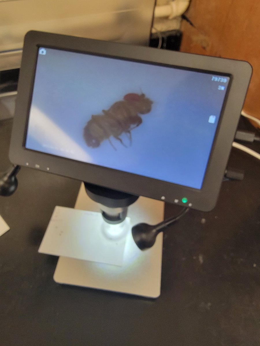 emilylahredu's tweet photo. STEM Biology students @GreeneCentralHS are working with D. melanogaster. So excited to have the students do crosses and analyze data! Hmm...what's the dominant trait?

#sciencebydoing
#ScienceInAction 
#teachertwitter
#STEM
@DrPatrickGreene
@Jgarscie 
@GreeneCoSchools https://t.co/C6uBZtcwom