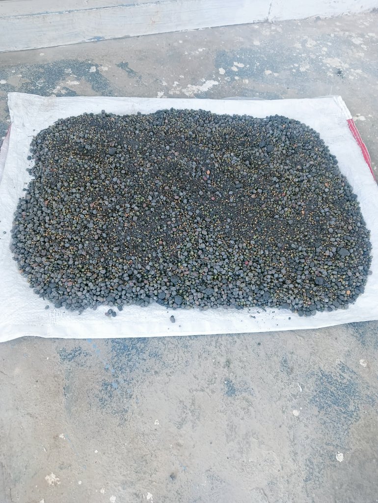 kannaparru's tweet photo. @ap_agriculture @vijaythallam @ICRAF @FundAgroecology @CollectorGuntr
@ap_agriculture ,
Doing Rabi Dry sowing #RDS,
Pelletization of seed with nutrient enriched midia as protector &amp; it's used as hygroscopic substance after receiving optimum moisture,
Finally seed germination.🌱🌱 https://t.co/pmEd0qO8Nx