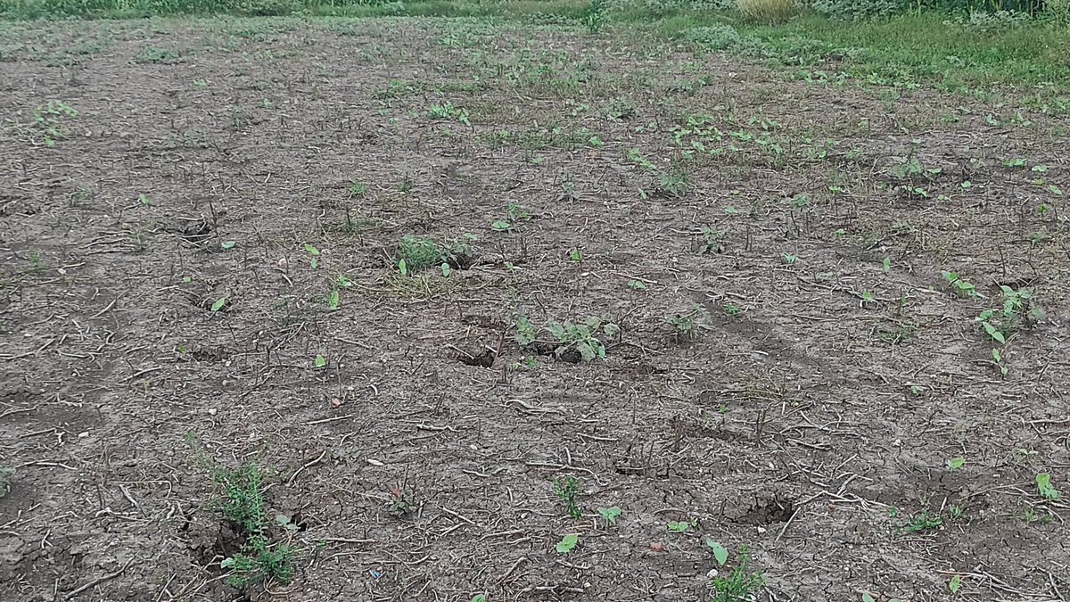 kannaparru's tweet photo. @ap_agriculture @vijaythallam @ICRAF @FundAgroecology @CollectorGuntr
@ap_agriculture ,
Doing Rabi Dry sowing #RDS,
Pelletization of seed with nutrient enriched midia as protector &amp; it's used as hygroscopic substance after receiving optimum moisture,
Finally seed germination.🌱🌱 https://t.co/pmEd0qO8Nx