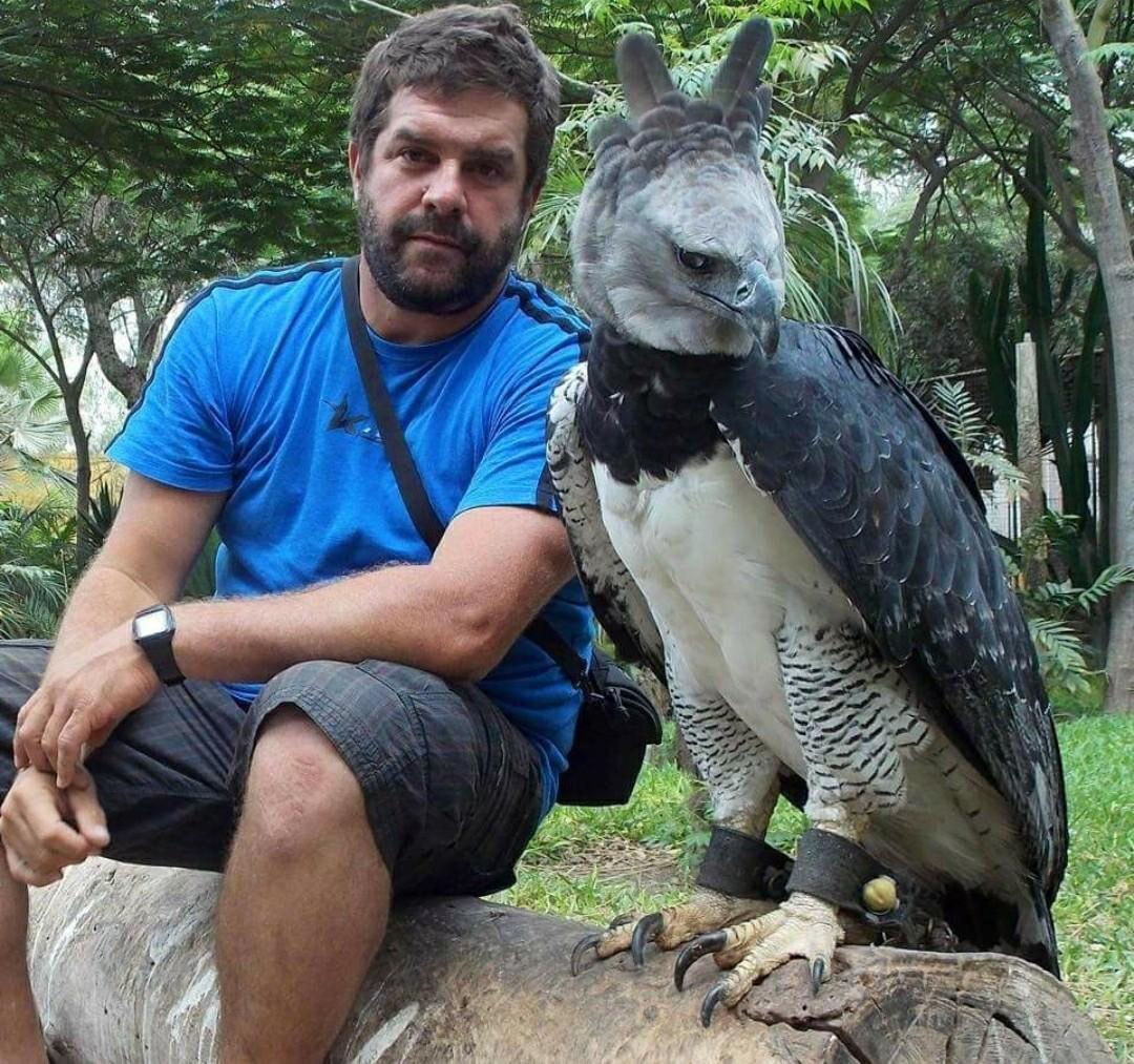 mechwoof's tweet photo. @vilewolfxD The Harpy, it's one of the largest flying birds in the world. Just look at the size of this motherfucker, and it's horror-movie-worthy face, like it's gonna hunt you in your nightmares https://t.co/pv0F79YHjw