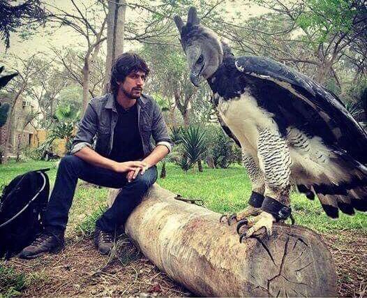 mechwoof's tweet photo. @vilewolfxD The Harpy, it's one of the largest flying birds in the world. Just look at the size of this motherfucker, and it's horror-movie-worthy face, like it's gonna hunt you in your nightmares https://t.co/pv0F79YHjw