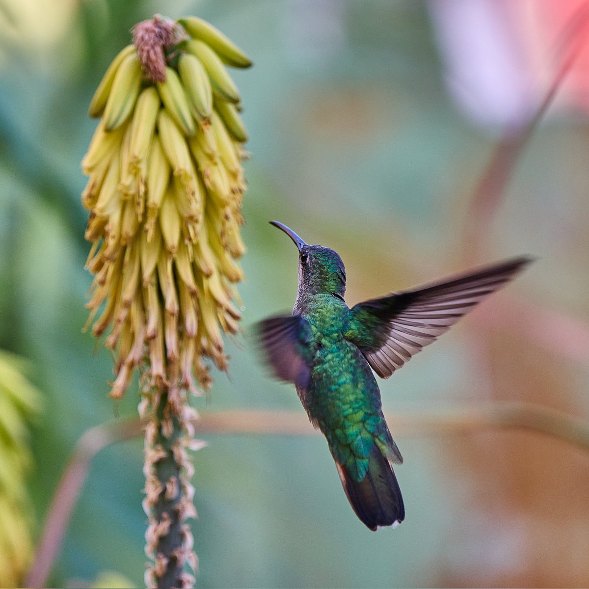 warchiefx's tweet photo. Colibrí.
Llevaba varios días vigilando este spot porque siempre veía unos pajaritos que se paraban a comer. Hoy en vez de aquellps vino este colibrí, y encontré oro 😍
#colibri #bird #birdphotography #nikonz #nikonzfc #nikon #WCX042 #birdlovers #techdronerd #rdporloalto https://t.co/3vb3M5utcn