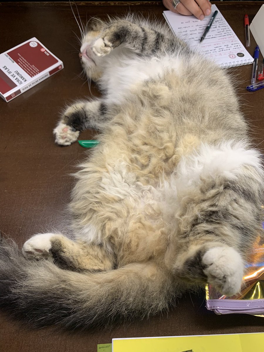 İü kütüp kedileri