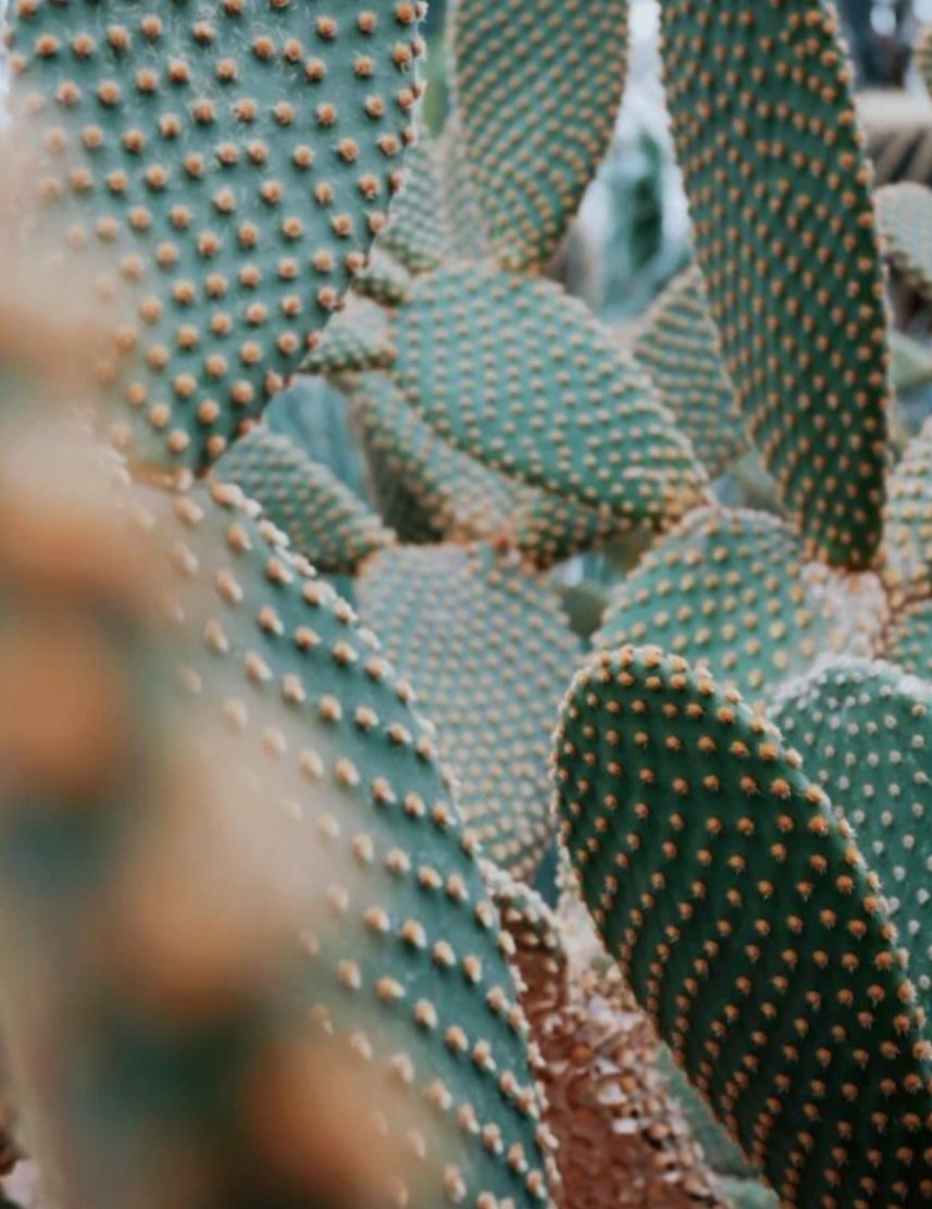 MarionFiedlerTN's tweet photo. Sometimes life feels like you walk through fields of cacti. There is more out there, though. https://t.co/NMROFSEt5n https://t.co/27TRGnR04y