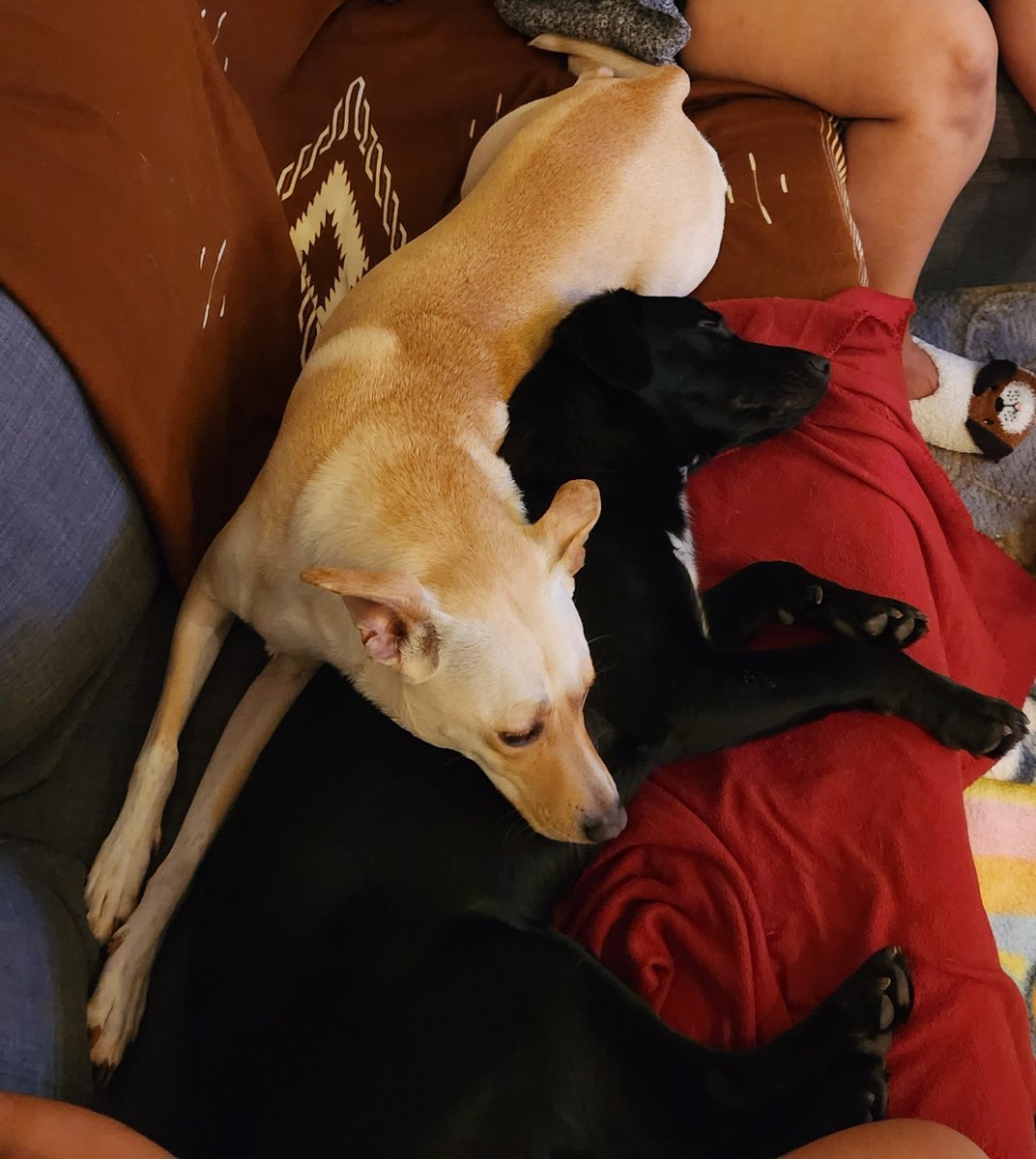 Aelwulf's tweet photo. @dog_rates Sergeant &amp; Kylo, our yin-yang duo. https://t.co/ZuepwbjOcX