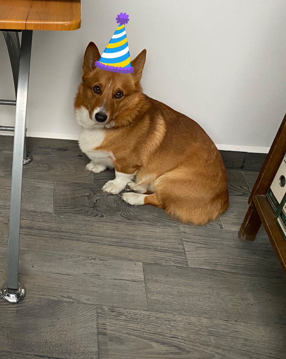 ¡2 años de tener en este planeta al patitas cortas más awesome del condado! Qué nos dures muchos años perrito precioso 🫶🏼🎉🐶