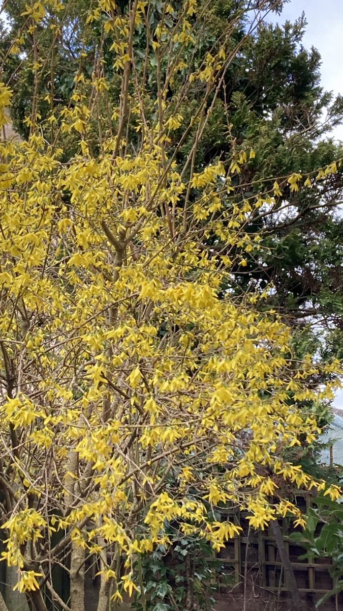 Jan_Lentzos's tweet photo. Our Forsythia is flowering properly nowโฆ ๐
๐ผ๐ผ๐ผ๐ผ๐ผ๐ผ๐ผ๐ผ๐ผ๐ผ๐ผ
#Forsythia #YellowFlowers #HeraldOfSpring #Springtime #InMyGarden #BeeFriendly #WildlifeGarden #Spring #Rebirth #Growth #Manifestation #Change #Renewal #Transformation #NewBeginnings #Awakening #ConnectWithNature https://t.co/gksCzUvMv0