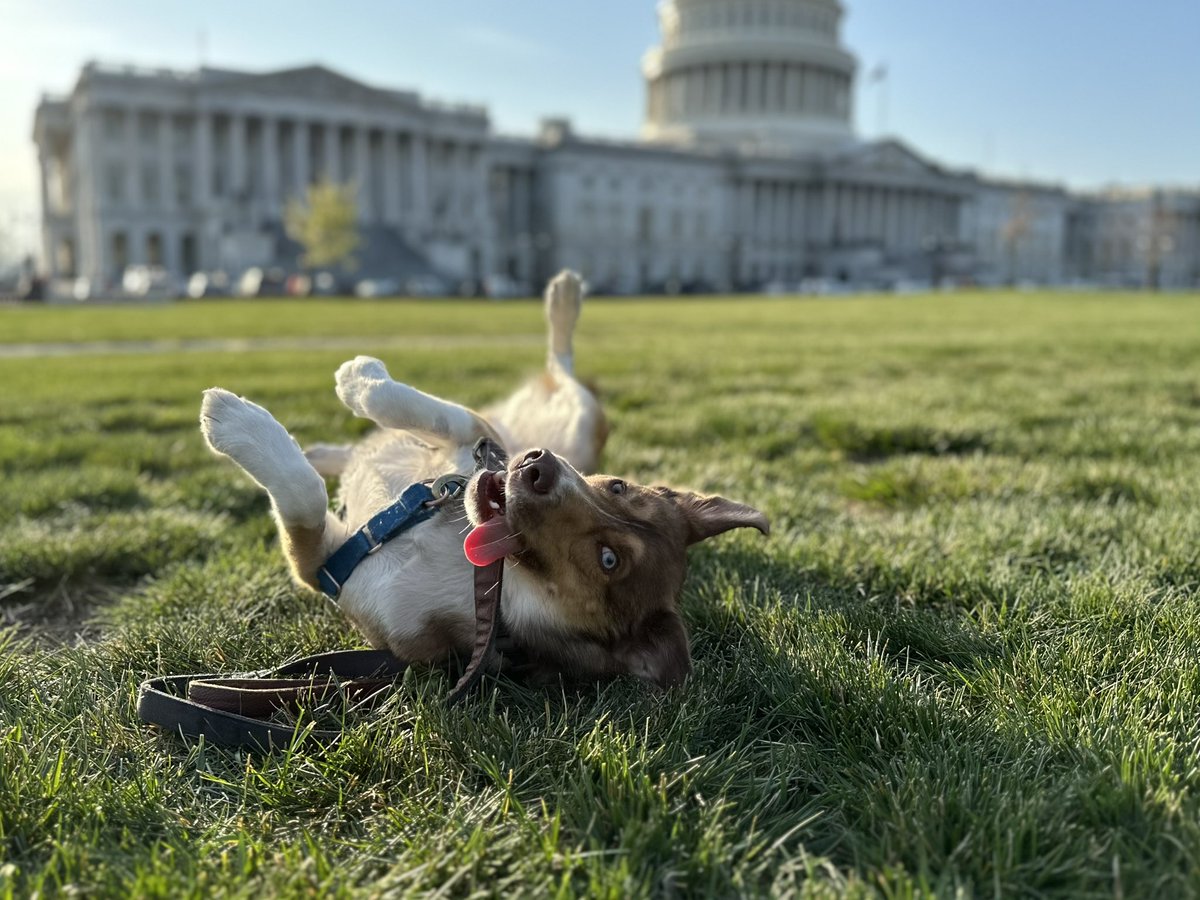 dwaffels's tweet photo. Squeaker of the House #dogsoftwitter https://t.co/4HrZZCSkhu