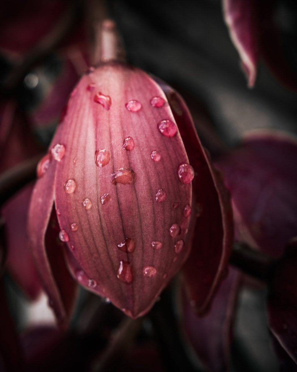 Drenched in beauty and mystery.

#flowerphotography #moody #moodytones #orchid #FLOWER