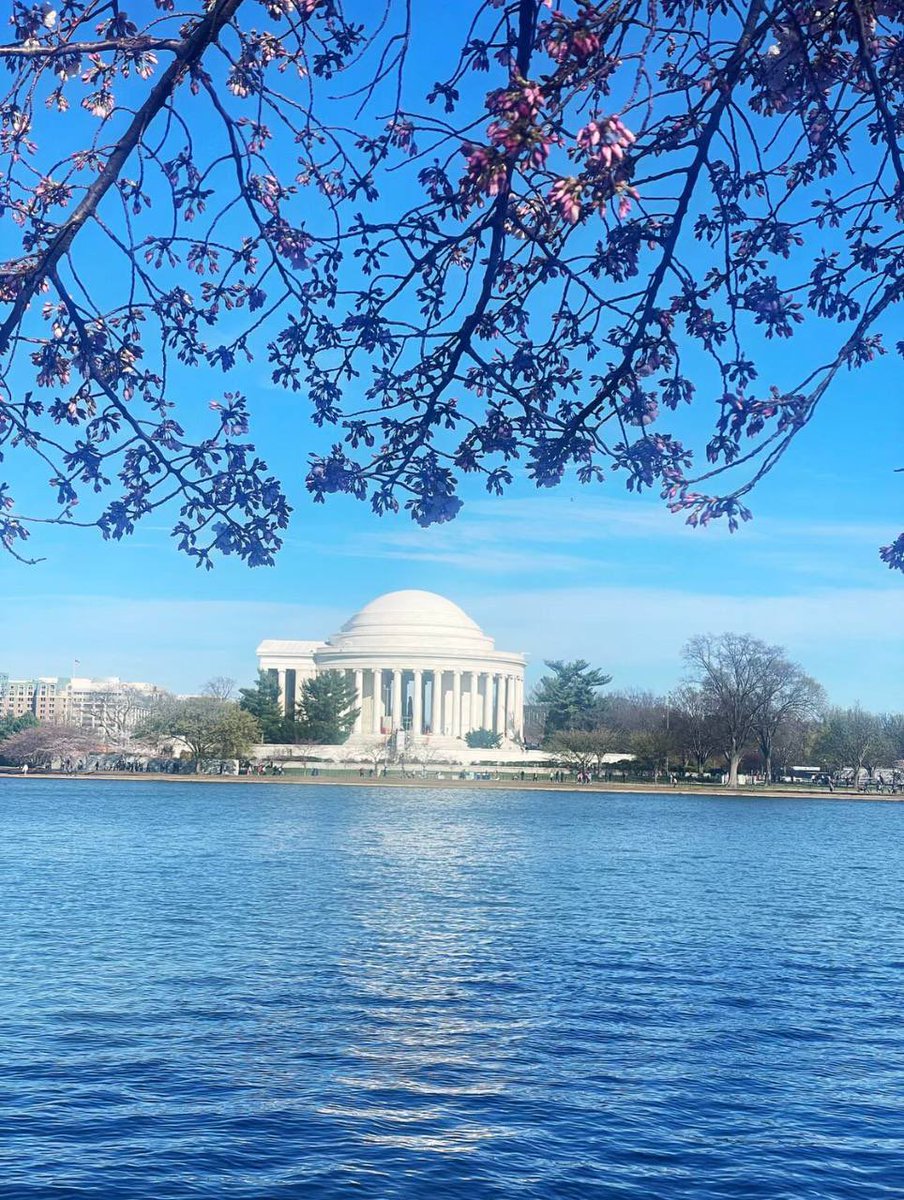 Accy_M's tweet photo. Cherry blossoms blossoming at the Washington Monument. https://t.co/c6UYRpDjYB