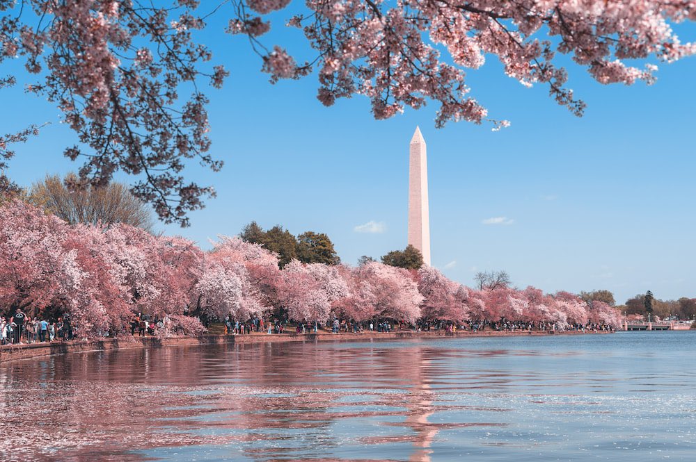 Accy_M's tweet photo. Cherry blossoms blossoming at the Washington Monument. https://t.co/c6UYRpDjYB