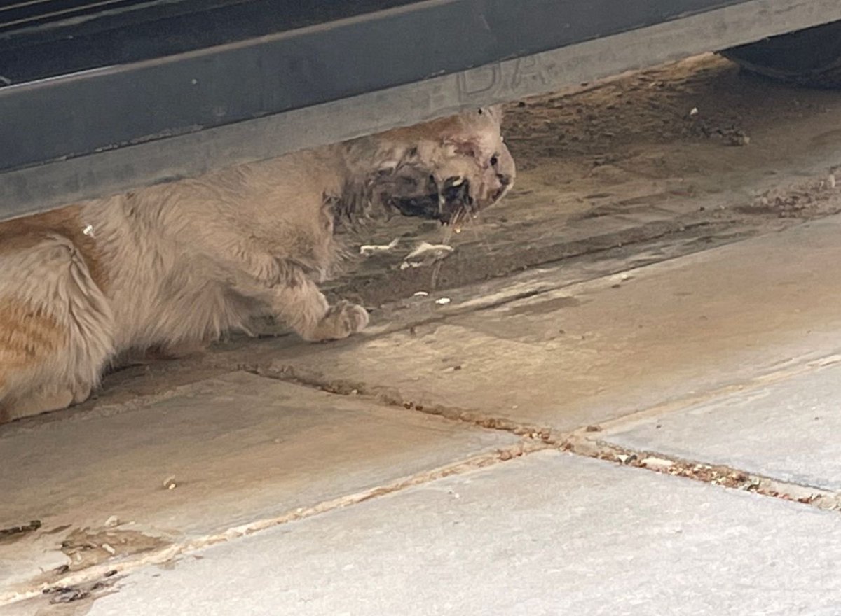 قط يحتاج انقاذ عاجل كان عنده تورم بالوجه والان انفتح الورم 
حي البديعه شارع سعيد ابن قيس 
<a href="/RiyadhCats/">RiyadhCats</a>