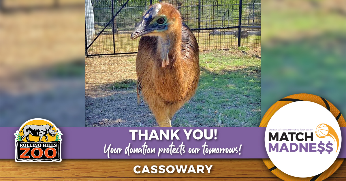RHZoo's tweet photo. From the bottom of our hearts THANK YOU for your support of #RollingHillsZoo during this year’s #MatchMadness. Your gift is a testament to your love for wildlife &amp; dedication to their continued existence in the wild. #MatchMadness2023 #WeAreAZA #WhyZoosMatter https://t.co/9ZZkNtuBXG