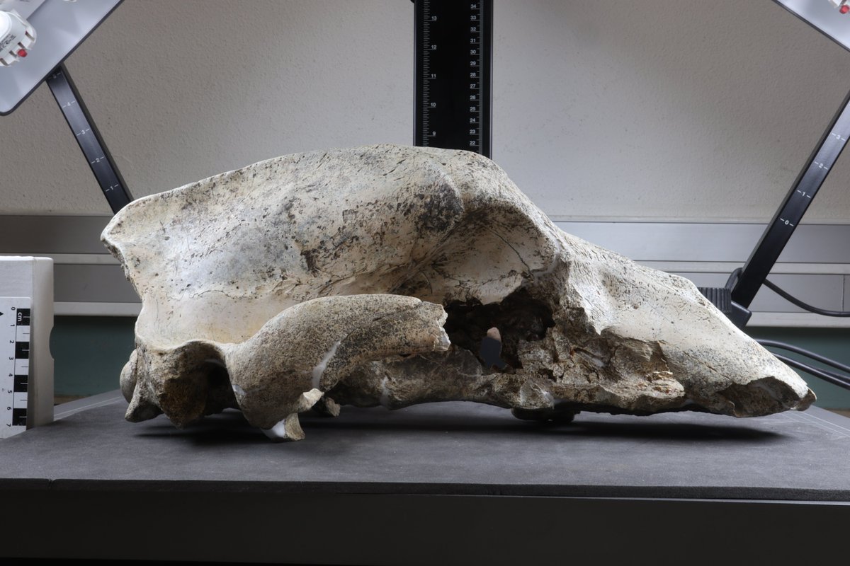 PaleoBRAIN (@brainpaleo) on Twitter photo A complete fossil bear skull in the MNP at Les Eyzies, WIP by Monical Villalba de Alvarado, let's look soon at its endocast! #fossilfriday <a href="/MNHN_recherche/">Science & recherche au Muséum</a> A complete fossil bear skull in the MNP at Les Eyzies, WIP by Monical Villalba de Alvarado, let's look soon at its endocast! #fossilfriday <a href="/MNHN_recherche/">Science & recherche au Muséum</a>