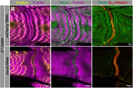 BayliesLab's tweet photo. @focalplane_jcs @mskcc @Dev_journal Thank you @focalplane_jcs  for featuring the BEAUTIFUL images of @zapatercarolina @MSKCC  !  There are more of those beauties in her paper. Great science, Great art, Great Science @Dev_journal:  https://t.co/QWPpMU1neR https://t.co/B44o1IUdtv