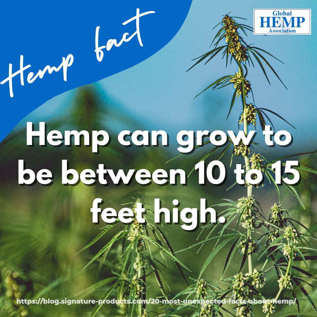 Fact Friday! 🌱

Hemp can grow to be between 10 to 15 feet high. The roots of hemp can grow up to 1.4 m long. The hemp height mainly depends on the soil quality. Tall hemp plants tend to grow in light, loamy, well-aerated soils. 

source: blog.signature-products.com/20-most-unexpe…