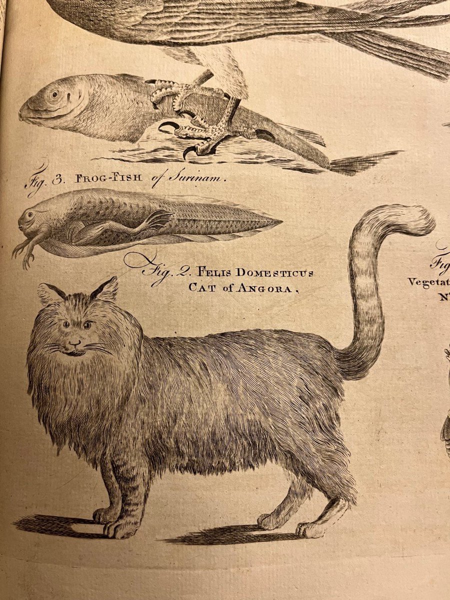 Queens_Lib's tweet photo. We think the writer of this entry for 'the tame and domestic cat' in the second edition of the Encyclopaedia Britannica (1779) must have been a cat owner... 🐱

"In a word, the cat is totally destitute of friendship; he think and acts for himself alone." https://t.co/jR3iY0iMs3