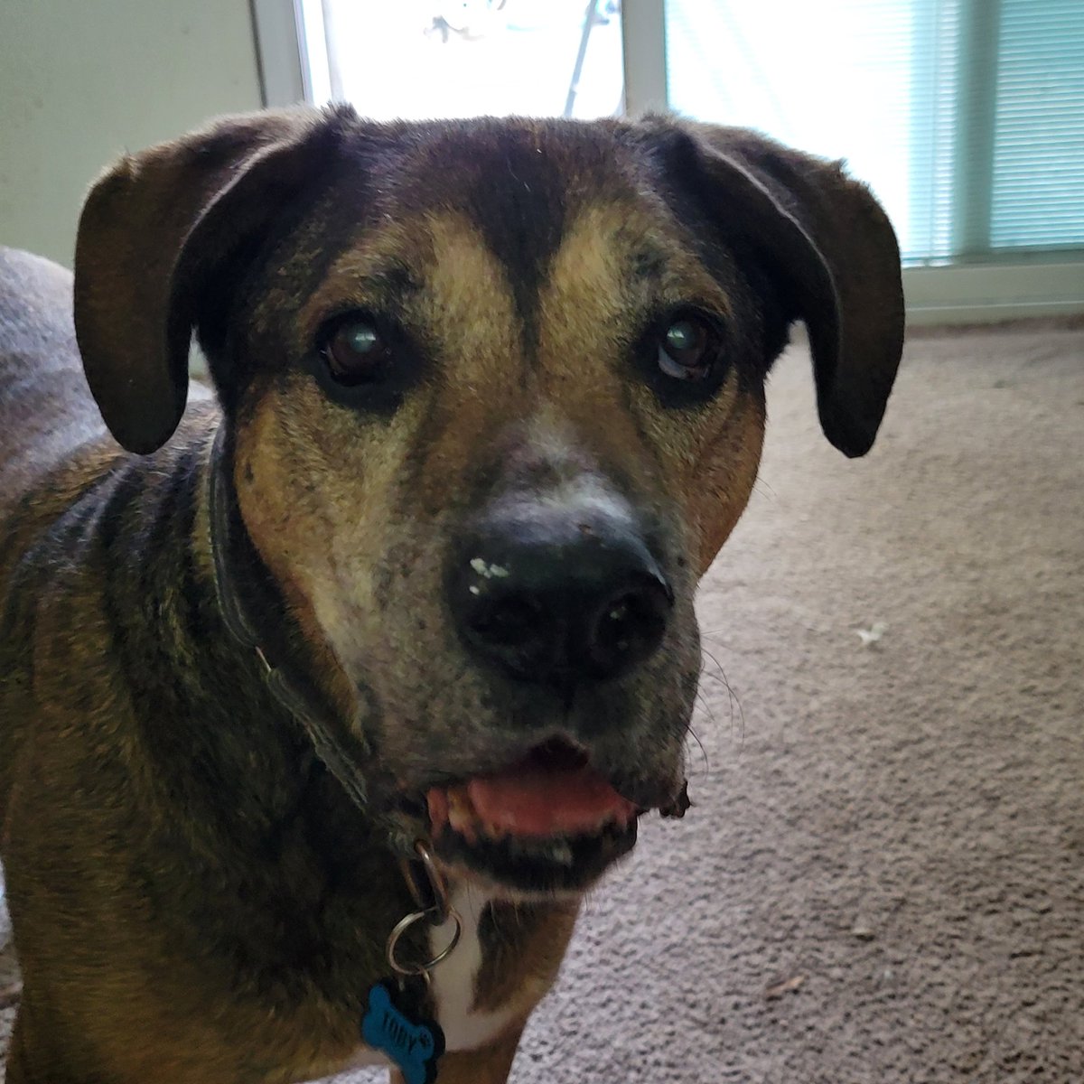 Angela_in_Bay's tweet photo. Toby has just had his morning snack from the litter box.  He now awaits with bated breath for the oatmeal mama will save for him. 
#dogsoftwitter  #puppylove https://t.co/hY0v5RjiqF