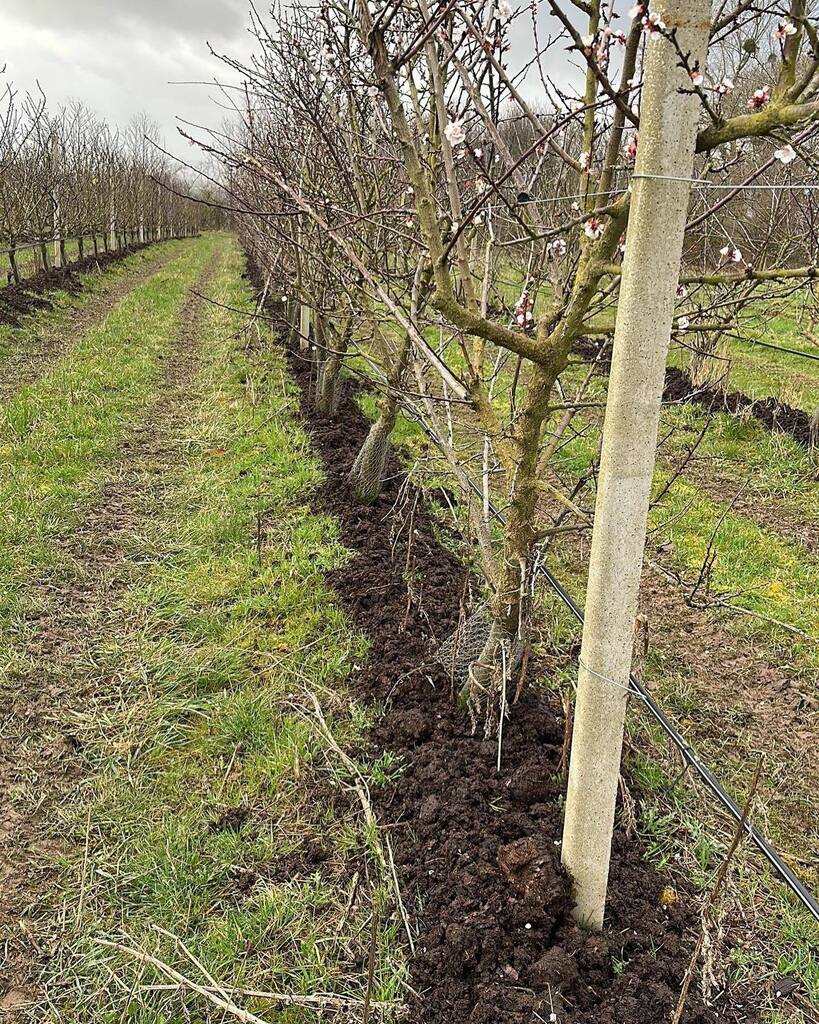 Many thanks to @buttercupsgoats goat sanctuary down the road for donating their goat muck to feed our apricot trees! 🐐

Healthy soil -&gt; healthy trees -&gt; healthy fruit 👍

#farmingforchange #regenerativefarming #soilhealth #healthysoil #agroecology #ke… instagr.am/p/CqLFR_Xs9QU/
