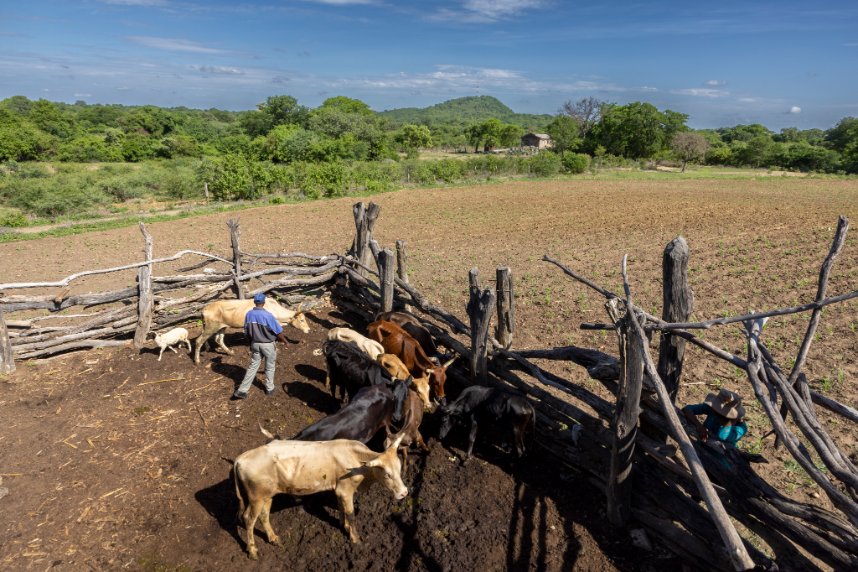 Small &amp; large livestock are the most important asset for communal farmers in #Zimbabwe. 
The ZRBF-BRACT project is investing in improving the management and preparing farmers for current &amp; future shocks to #climatechange.

🎥 youtu.be/kS2nbb59tQM
