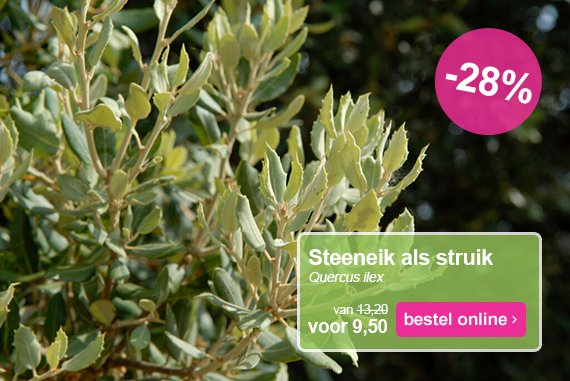 #KORTING op #steeneik als struik! Quercus ilex geeft structuur aan de tuin. Hoogtemaat 60/80 cm nu extra scherp geprijsd.