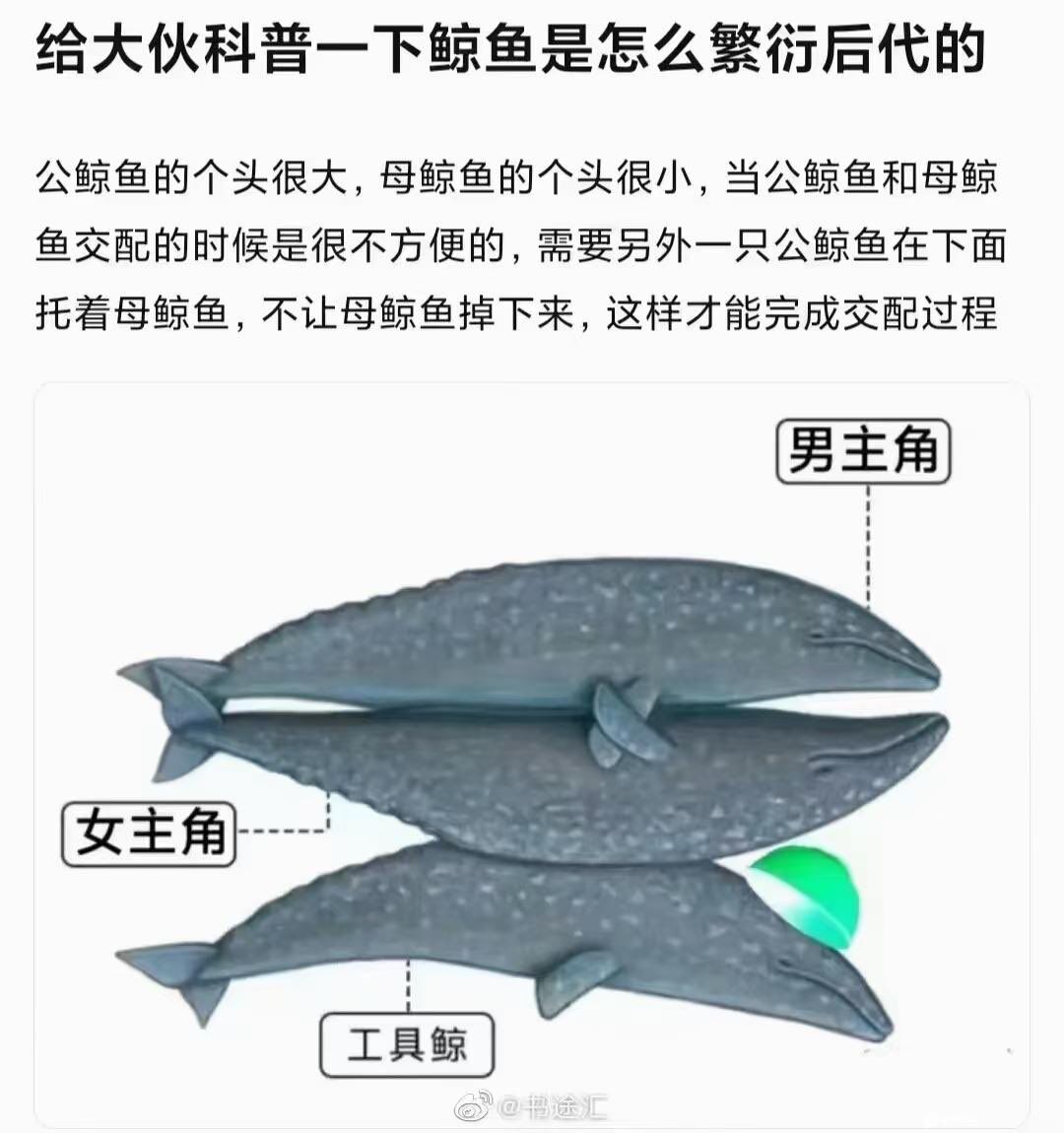 奇怪的知识又增长了，看来哺乳动物不止人类有yinqi https://t.co/IhmkLxhBTg