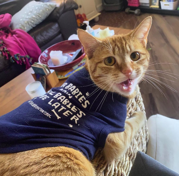 Bedsider's tweet photo. Fur babies > real babies. #HappyFriday #ThxBirthControl https://t.co/mJ7bd7eNBZ