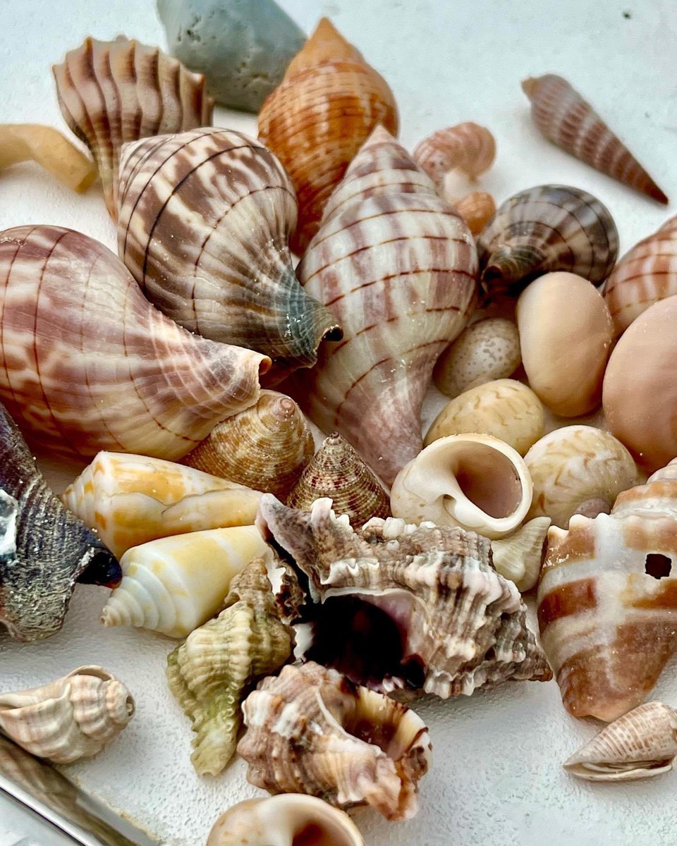 We have a few openings on our Three Hour Shared Shelling Tour at 4:30 . Call Now to Reserve your Spot : 239-571-2331 
You can also book online : treasureseekersshelltours.com
🐚
🐚
🐚
Only Collect Empty Shells ❤️
🐚
🐚
🐚
#shellkiceisland #shellmarcoisland #treasureseekersshelltour