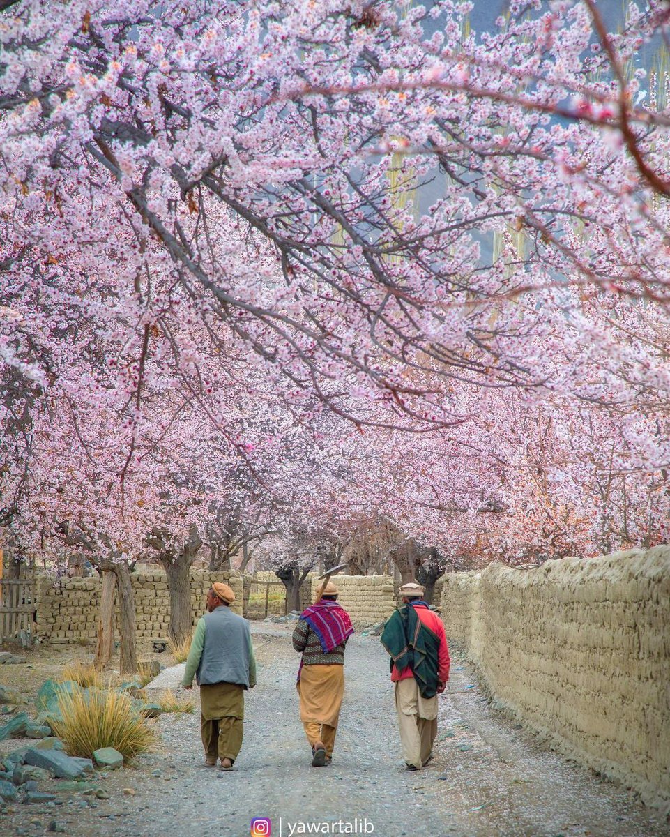 Indusland_'s tweet photo. Spring. Skardu, Pakistan. https://t.co/alYK2tRp5G