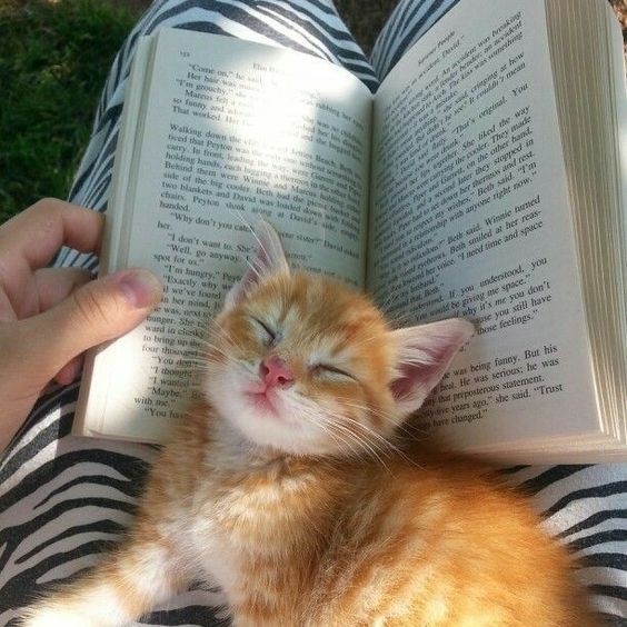 annabethloml's tweet photo. hey everyone! i’m new to #booktwt and would love to make some friends <3 

📖 some of my fave books are:

- grishaverse
- shatter me
- pjo verse 

♡ / ↻ to be moots! <3 https://t.co/16yJRpmijs