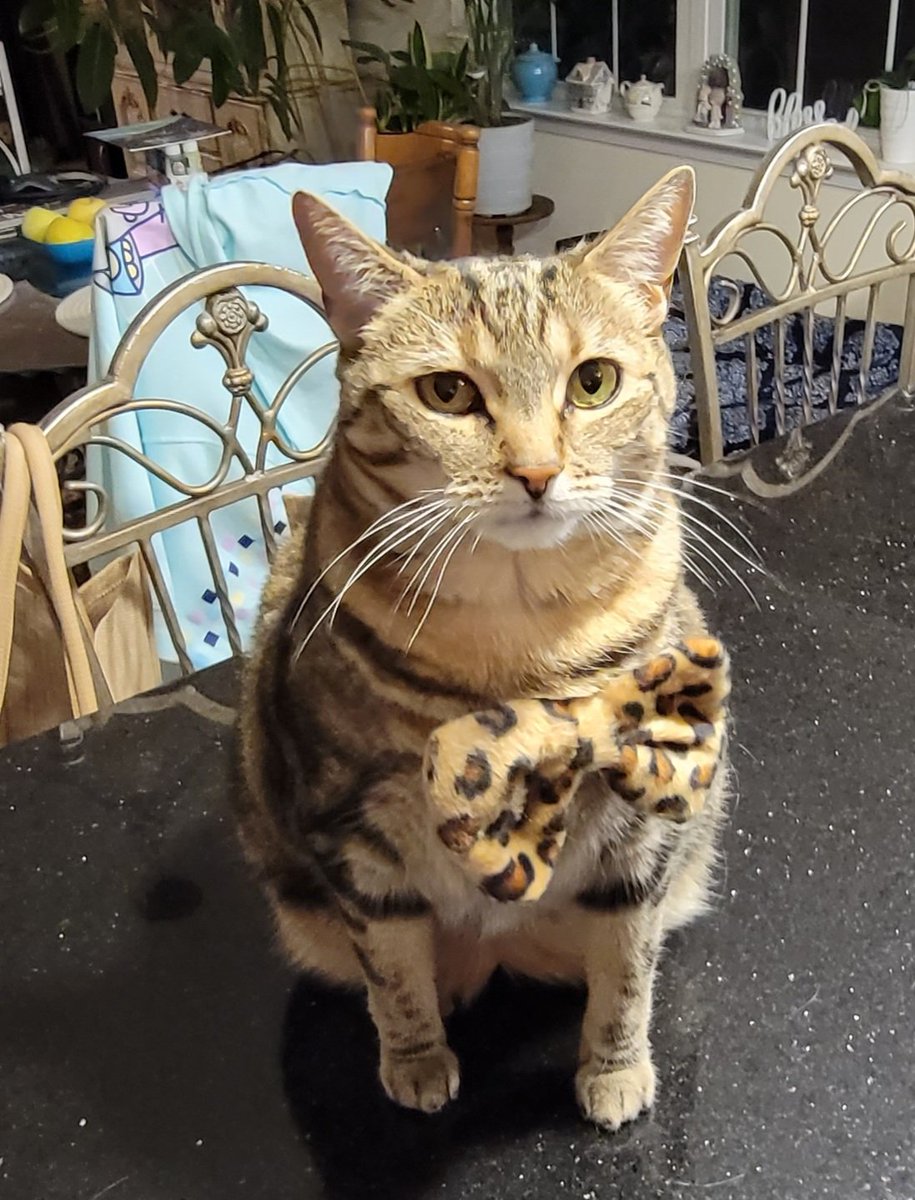 ErinBurnette12's tweet photo. No bowtie mummy! Why u put this weird thing on me? Take it off!! #CatsOfTwitter #nodressup #bowtie https://t.co/YS4mP5SUp1
