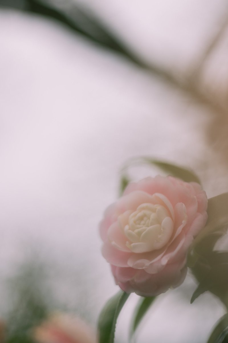 2023.03
控えめな愛を…

#rf50mmf18 #photograph #photography #photo_jp
#pinkPerfection #乙女椿 #春
#写真好きな人と繋がりたい
#カメラ好きな人と繫がりたい