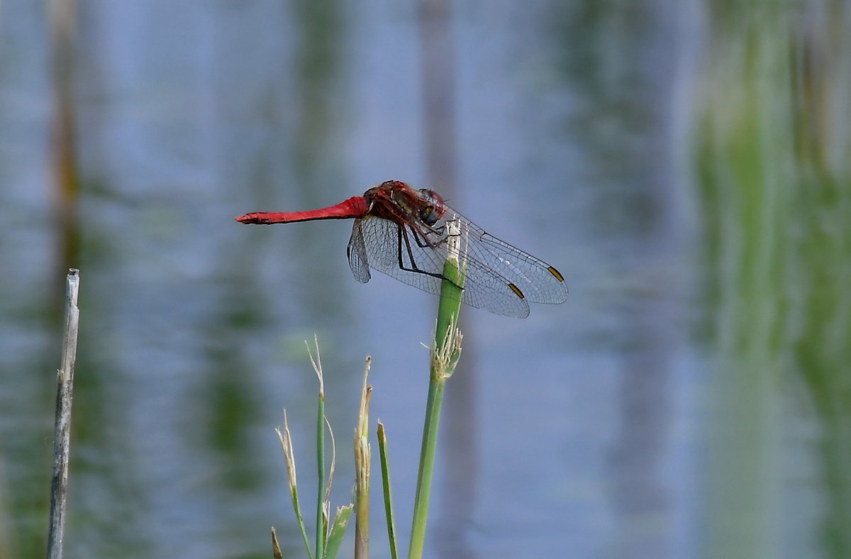 HeijdenJozef's tweet photo. De #ZwervendeHeidelibel in #libellente van 
@KatsmanJan. 📸 #Groot_Meer Wintelre

@BoswachterFrans @Brab_Landschap @waarneming @vlinderNL https://t.co/bcevYXILX2