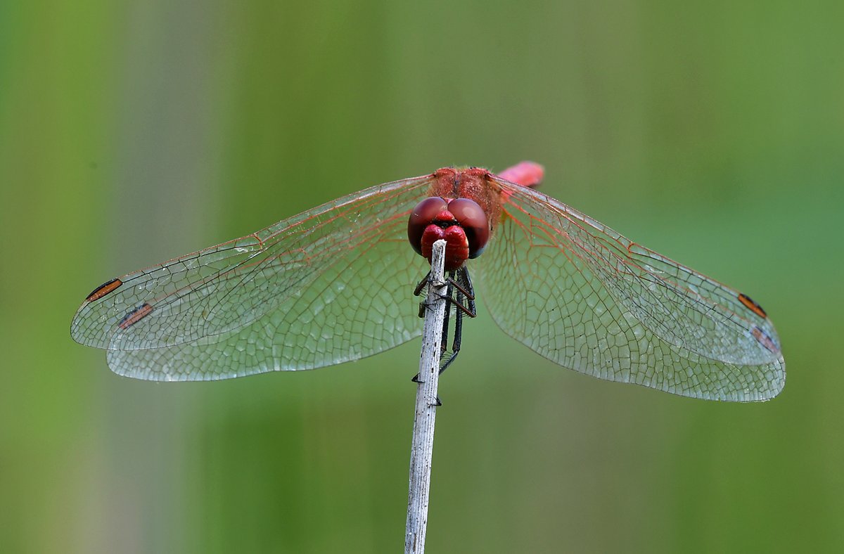 HeijdenJozef's tweet photo. De #ZwervendeHeidelibel in #libellente van 
@KatsmanJan. 📸 #Groot_Meer Wintelre

@BoswachterFrans @Brab_Landschap @waarneming @vlinderNL https://t.co/bcevYXILX2