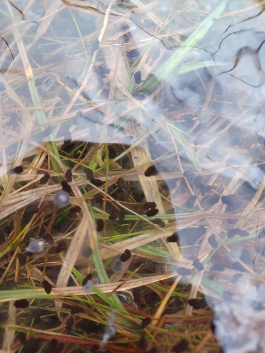 Cwm_Idwal's tweet photo. 🐸 Frogspawn developing slowly here on the higher ground! Some have now sank to the bottom of the pond but others, like these, are changing shape as they begin to develop their tails.

#spring #nature #march https://t.co/pnCyADZdW5