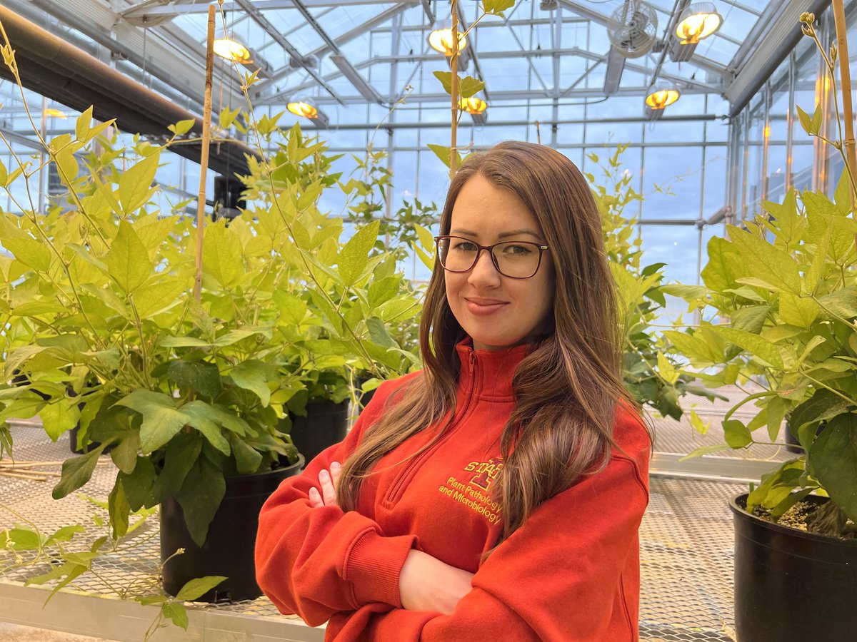 ISU Plant Pathology tweet media