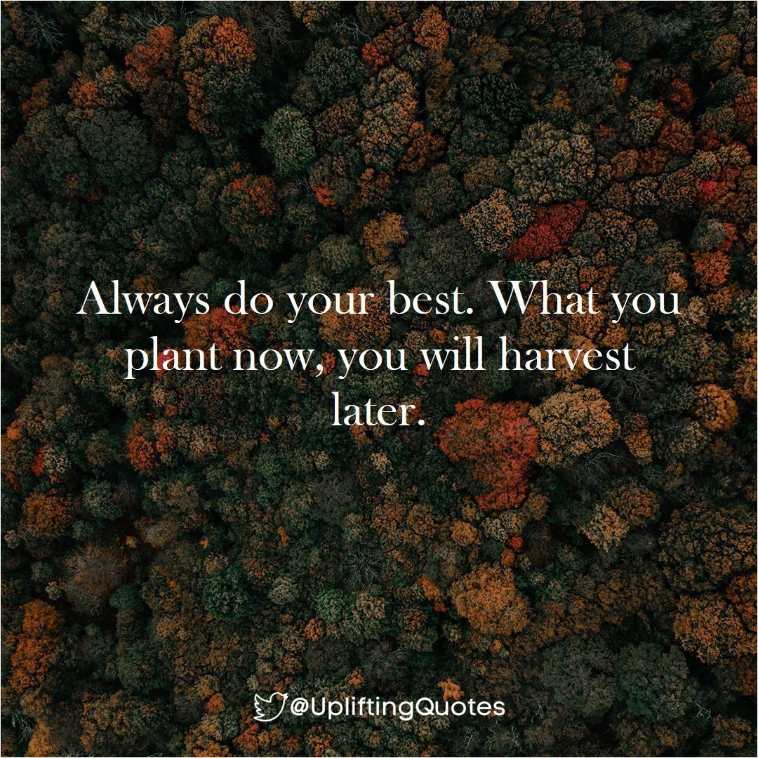 UpliftingQuotes's tweet photo. Always do your best. What you plant now, you will harvest later. #quote #upliftingquotes https://t.co/d47xfjA75U