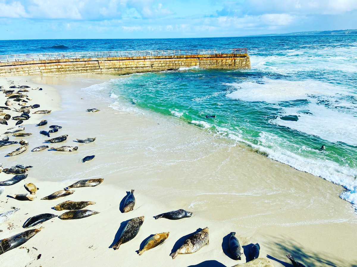 So enjoyed watching the harbor seals with their pups! #FridayFeeling #fridaymorning #naturelover #seals #lajolla #NaturePhotograhpy #AnimalLovers