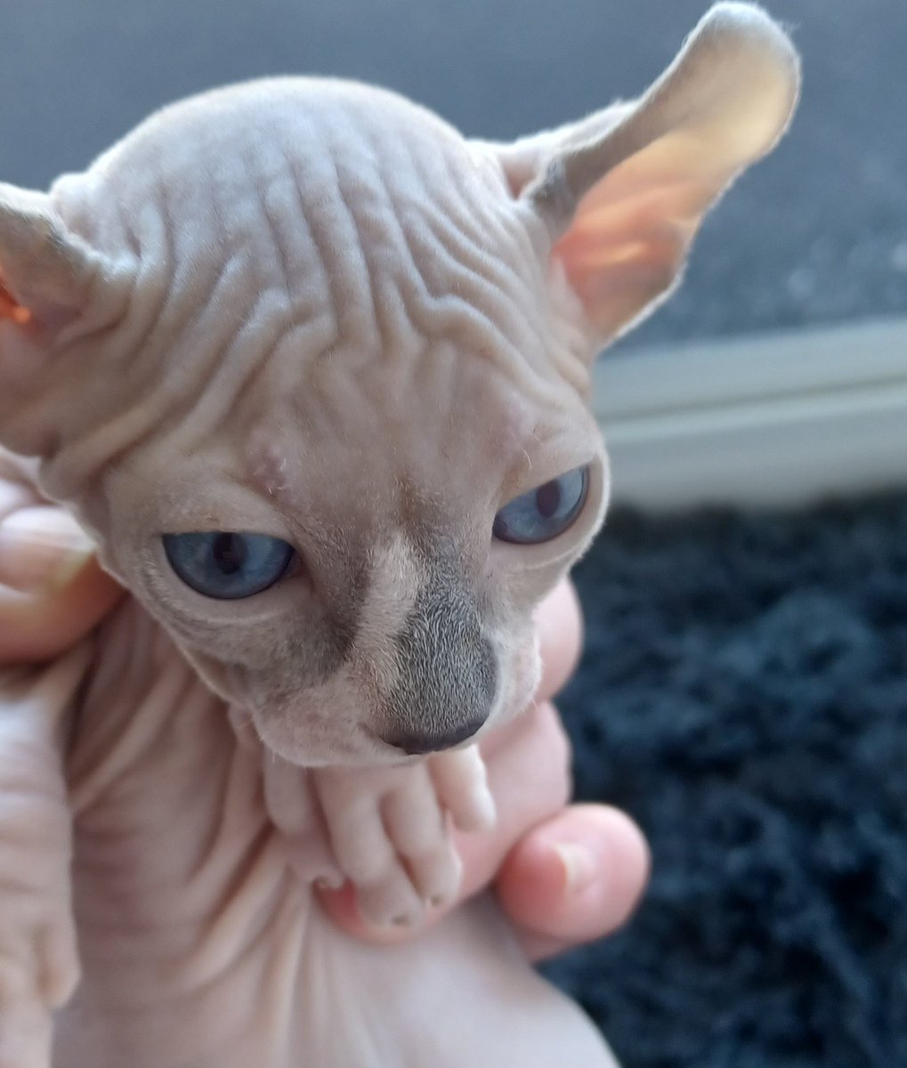 #Sphynxcats #Kittens #Sphynx #Sphynxkittens  elf male odd eye program DOB 2/12 text 234 706-4485 Ohio