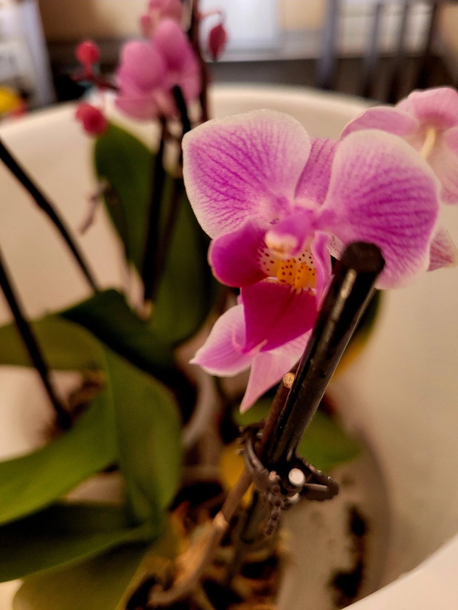 Trying to distract myself from #SanditonS3 doing some orchid #mindfulness It's not working! #sanditonsisterhood So, will "probably" watch AGAIN later...🫣