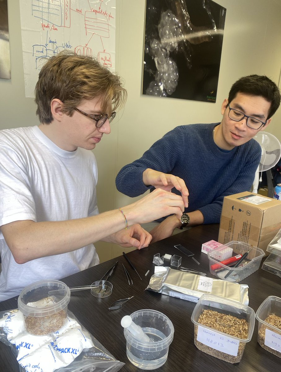 insectdoctors's tweet photo. 3 ESRs just completed a 1-week internship with the R&amp;D team at Ynsect (NL). A big goal is to generate a molecular based monitoring approach for gregarines which are present in their rearing. Thank you Natasja, Koen, and Niek  for the successful week!🪲🧬🔬 https://t.co/HJHeQrrRCk