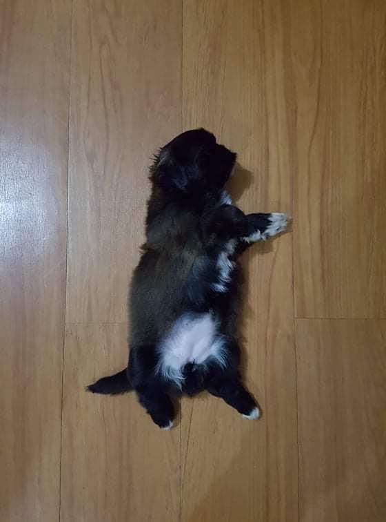 its been 2 years already, i miss u baby pingu🥺